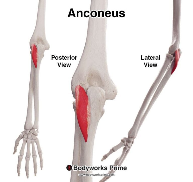 Anconeus muscle anatomy diagram