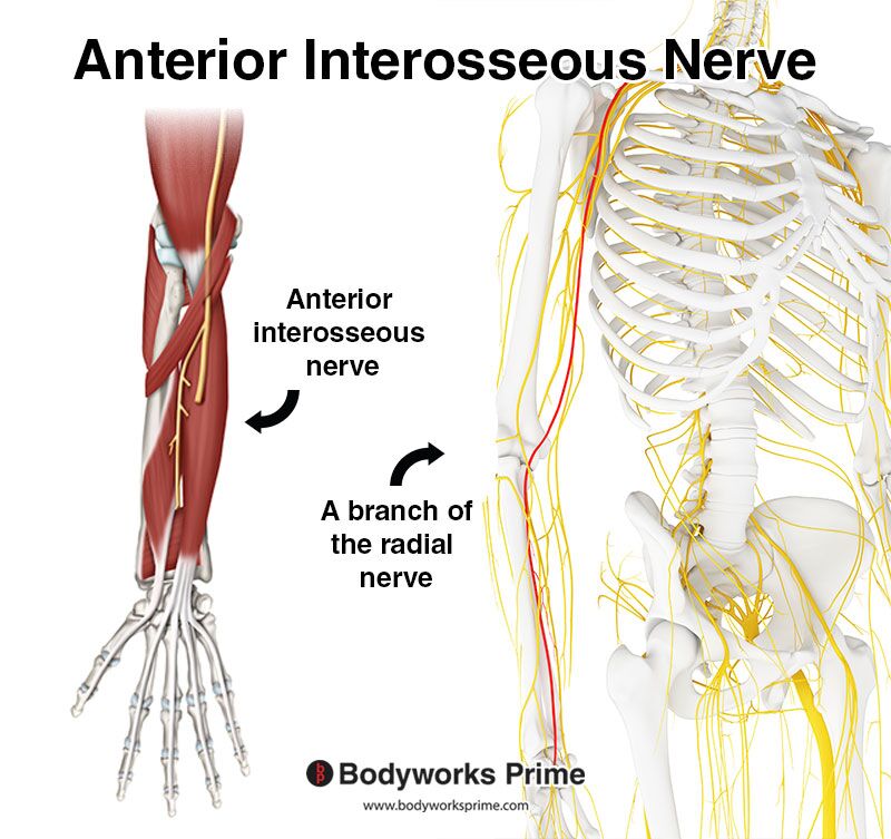 anterior interosseous nerve and radial nerve
