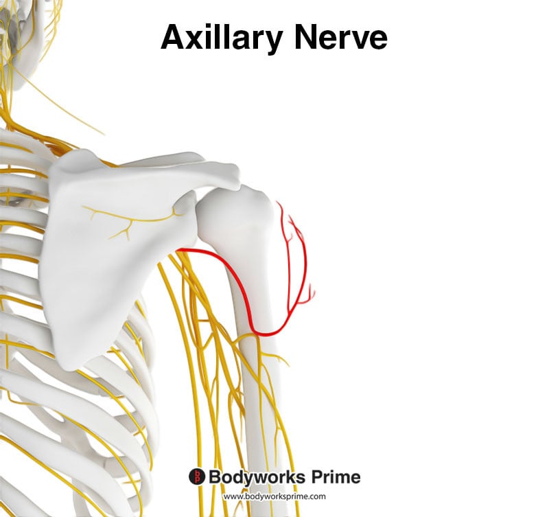 Image of the axillary nerve highlighted in red