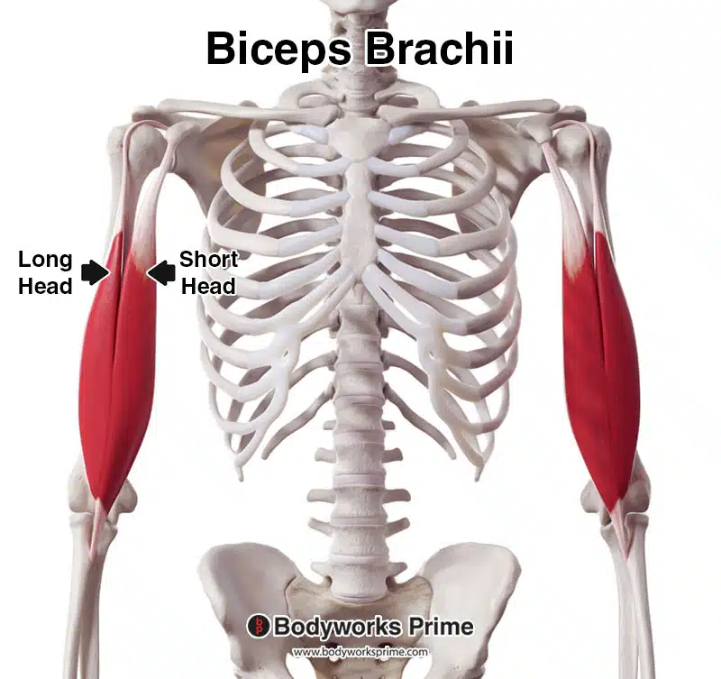 biceps brachii, anterior view