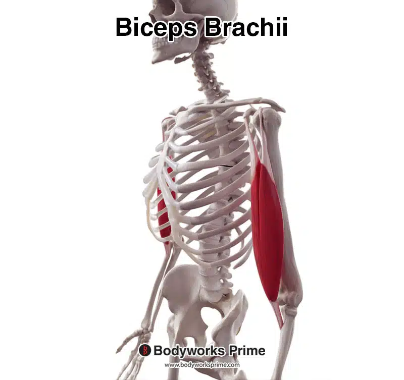 biceps brachii, anterolateral view, lateral biased