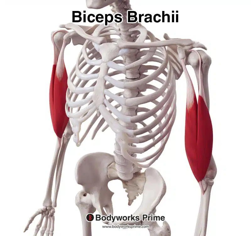 biceps brachii, anterolateral view, anterior biased
