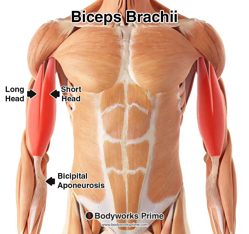 biceps brachii highlighted in red amongst the other muscles of the body, anterior view