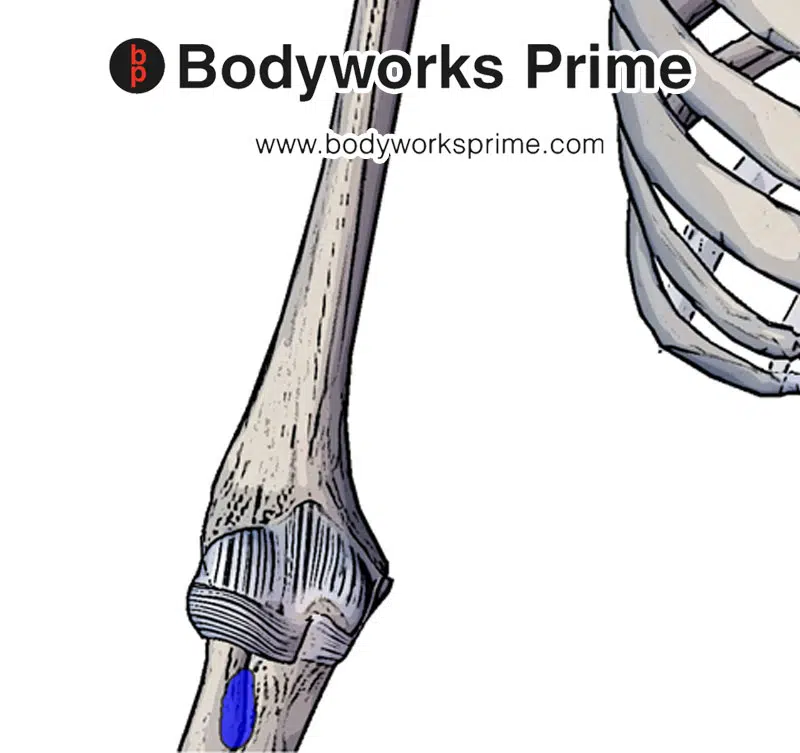 insertion of the biceps brachii to the radial tuberosity
