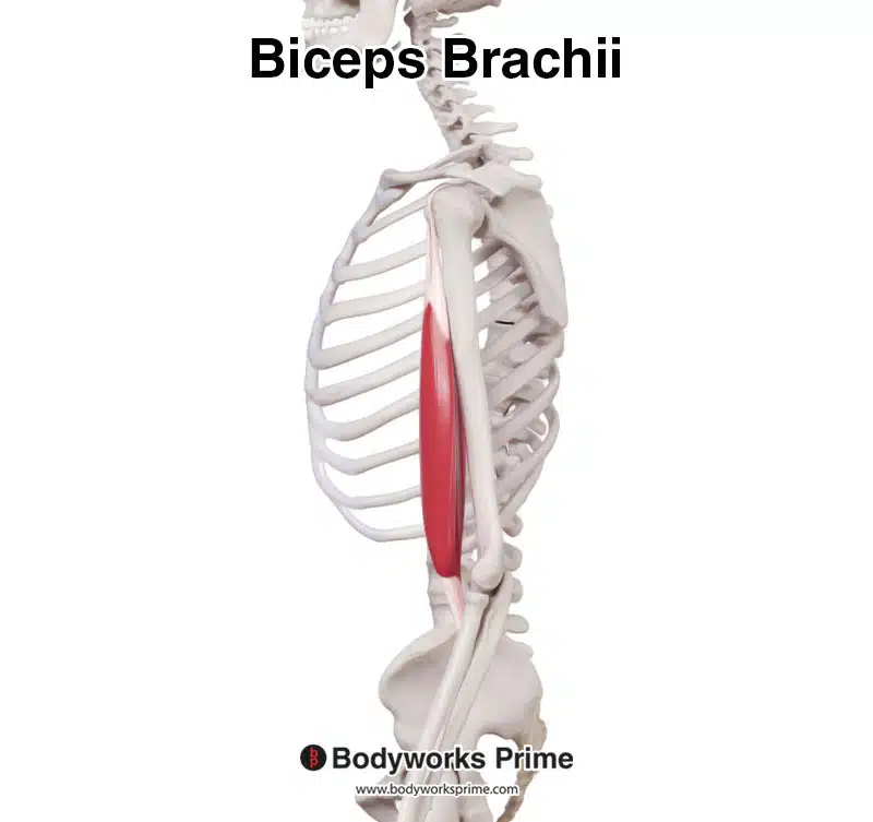 biceps brachii, lateral view