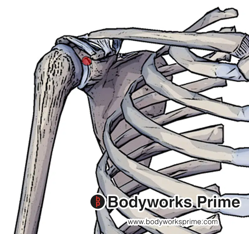 origin of the long head of thje biceps brachii at the supraglenoid tubercle