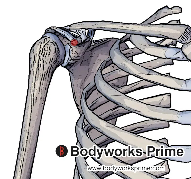 origin of the short head of the biceps brachii at the coracoid process of the scapula