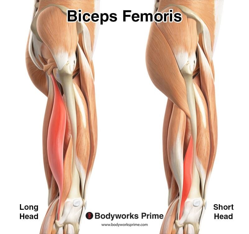 Biceps Femoris Muscle Anatomy Bodyworks Prime 7577