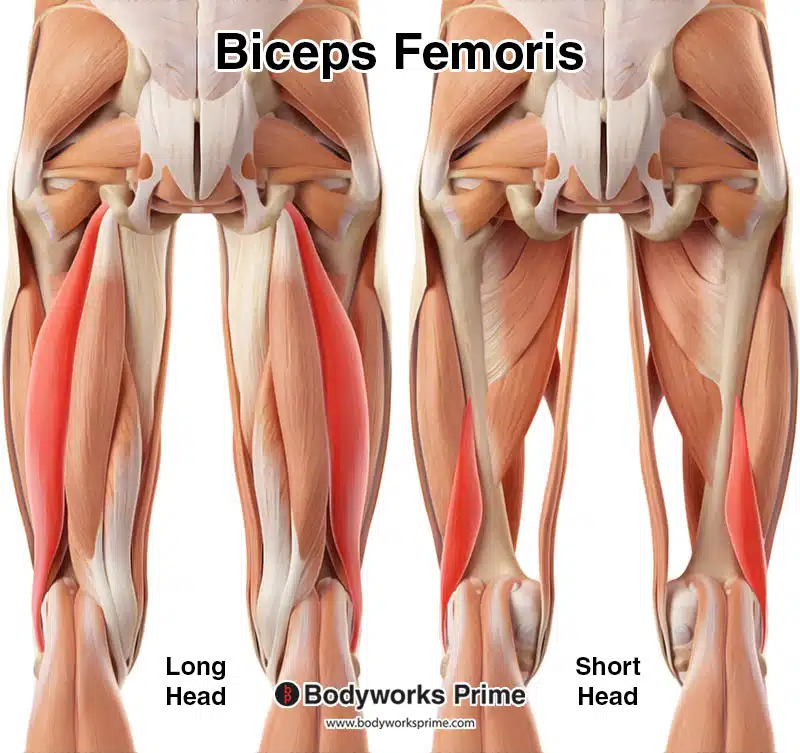 biceps femoris muscle long head and short head highlighted in red, amongst the other muscles, posterior view