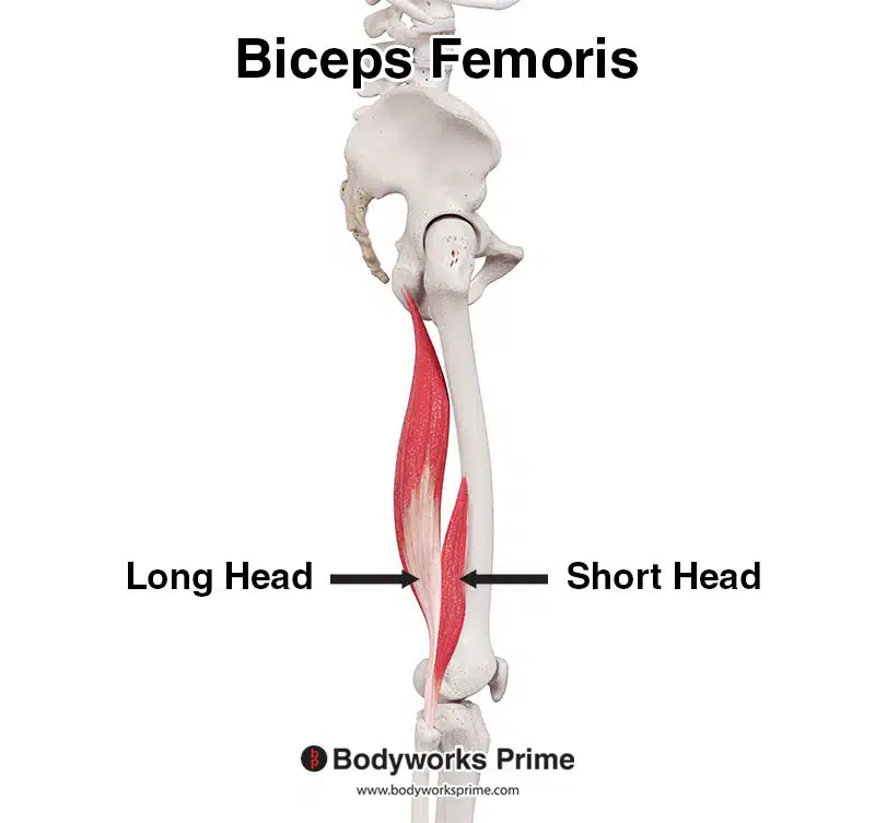 biceps femoris muscle long head and short head, lateral view
