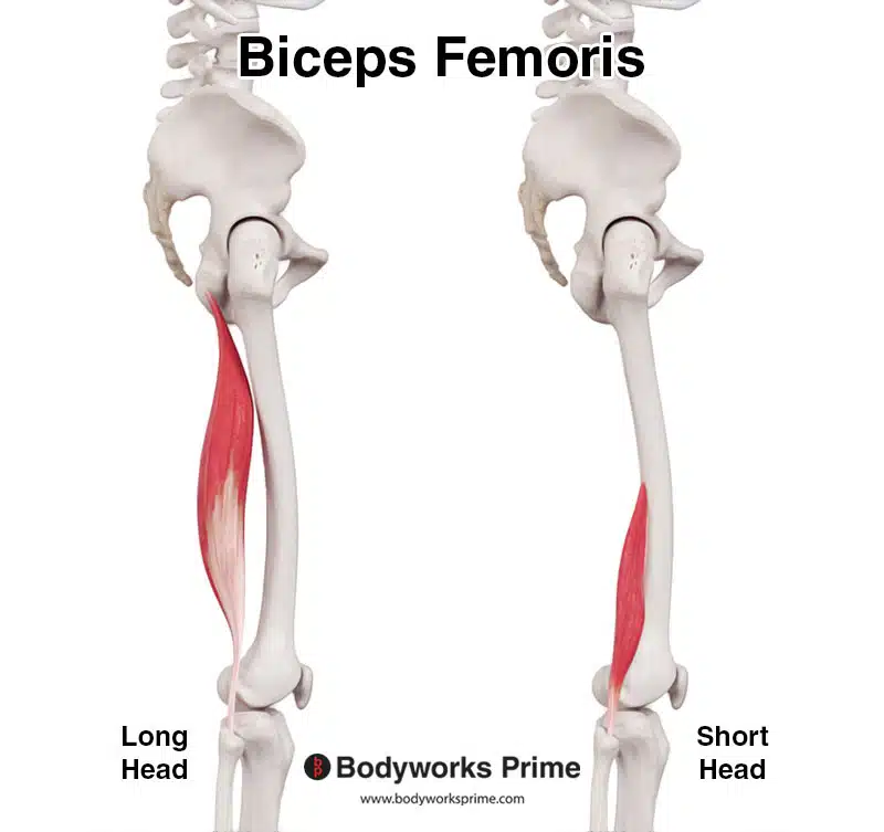 biceps femoris muscle long head and short head, lateral view