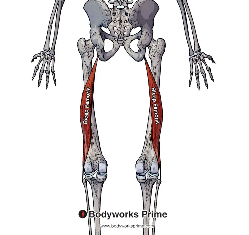 biceps femoris muscle anterior view