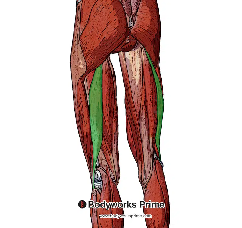 long head of the biceps femoris from a superficial view