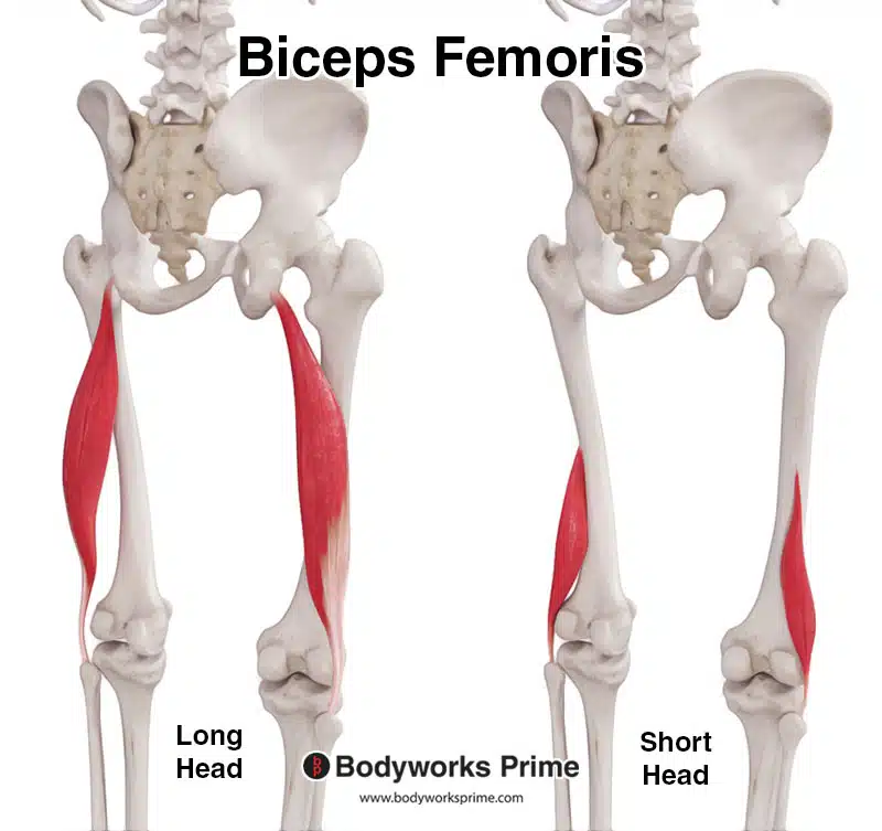 biceps femoris muscle long head and short head, posterolateral view