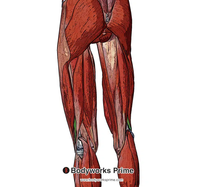 short head of the biceps femoris from a superficial view