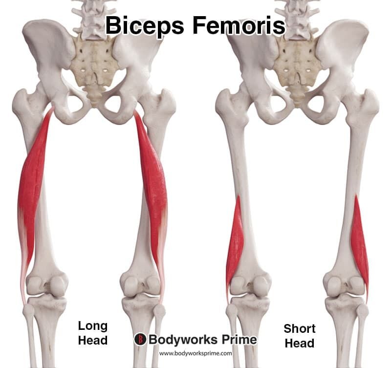 Biceps Femoris Muscle Anatomy Bodyworks Prime