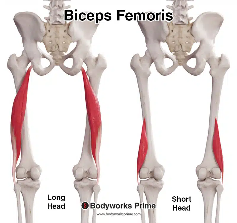 biceps femoris muscle long head and short head, posterior view