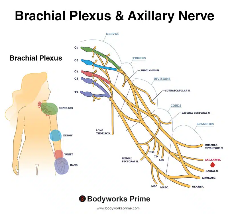 Image of the axillary nerve and the brachial plexus