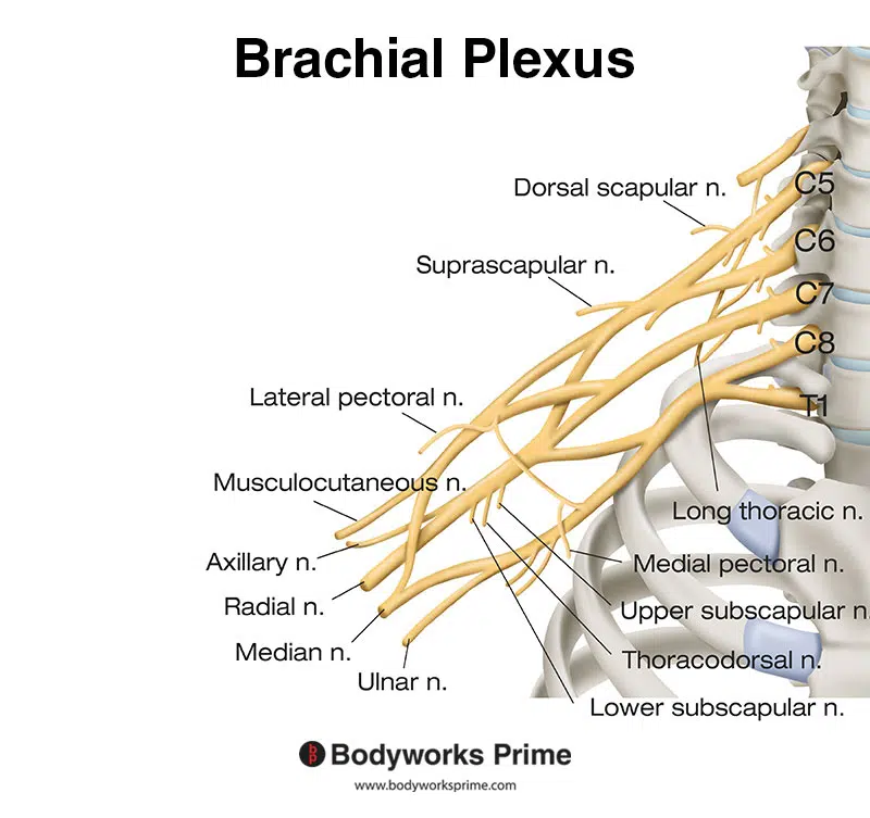 nerves of the brachial plexus