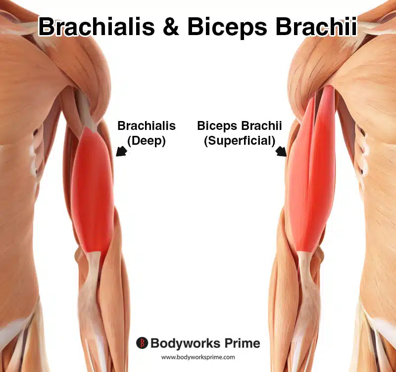 brachialis and biceps brachii muscles labelled