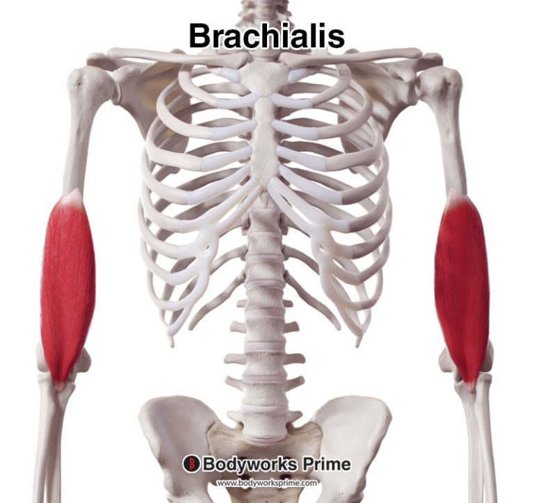 Brachialis muscle anatomy diagram
