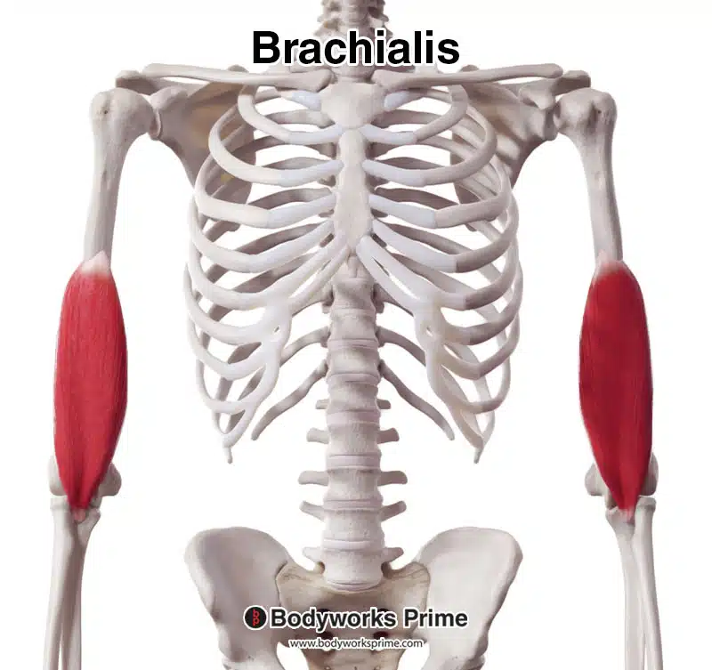 brachialis muscle, anterior view