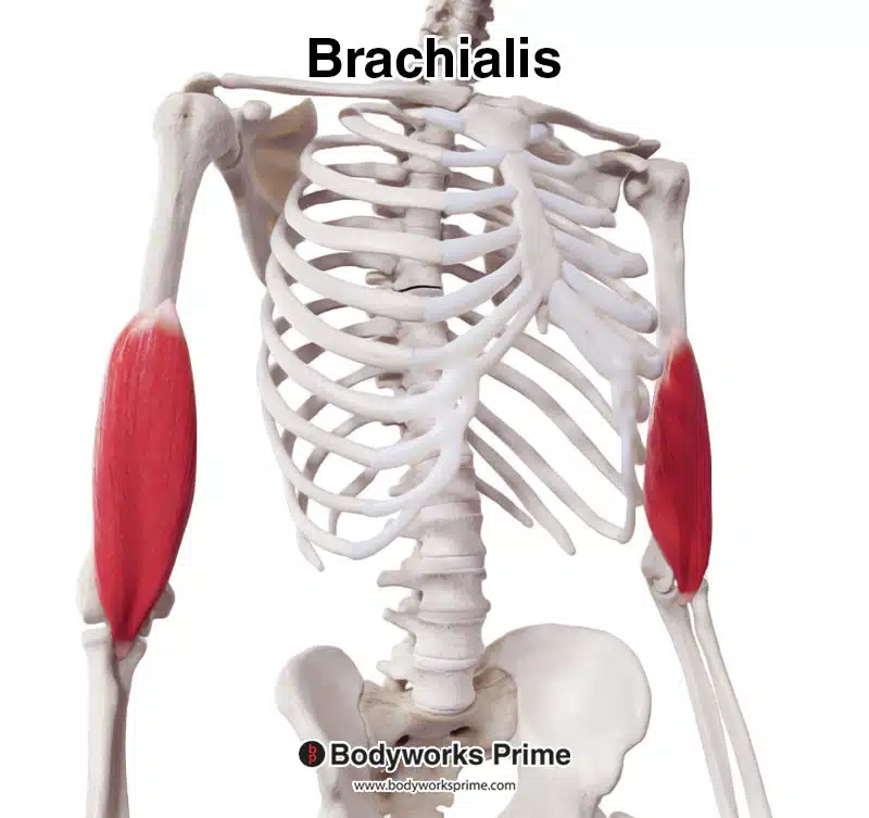 brachialis muscle, anterolateral view