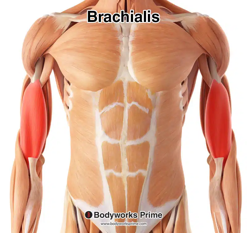 brachialis muscle highlighted in red amongst the other muscles of the body
