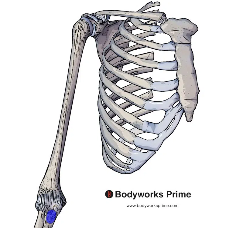 brachialis muscle insertion
