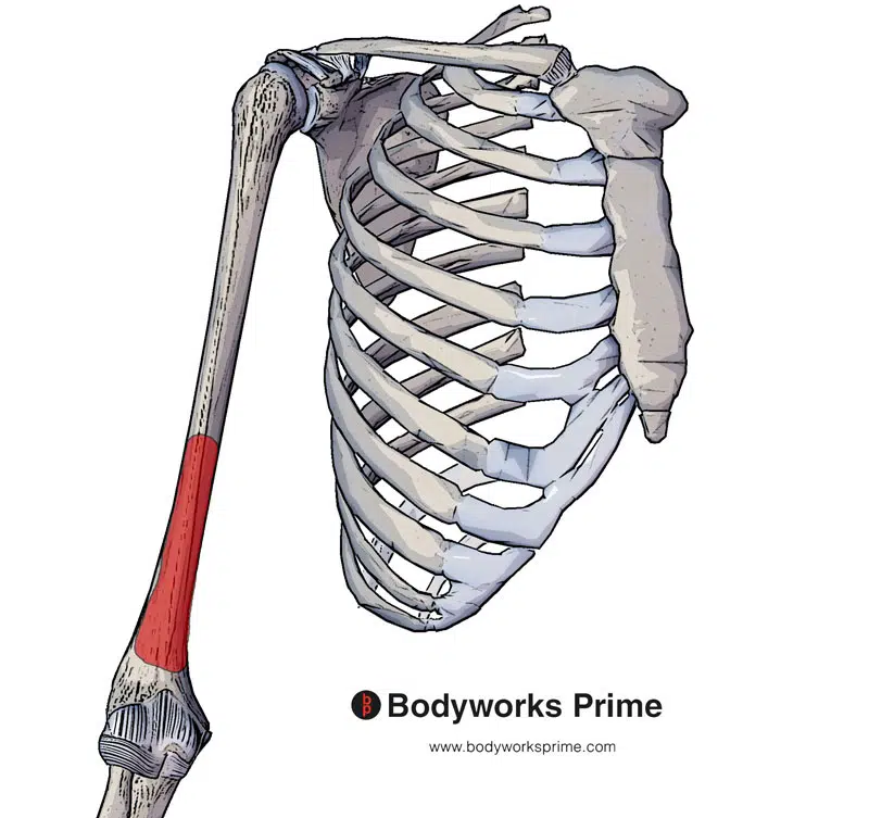 brachialis muscle origin