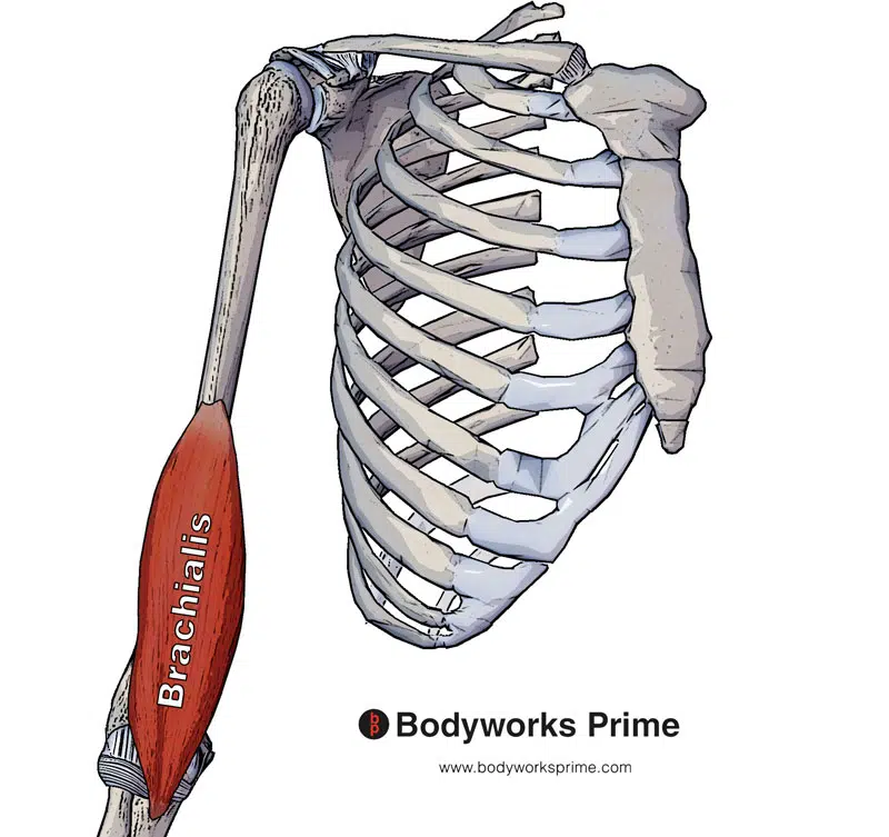 anterior view of the brachialis muscle