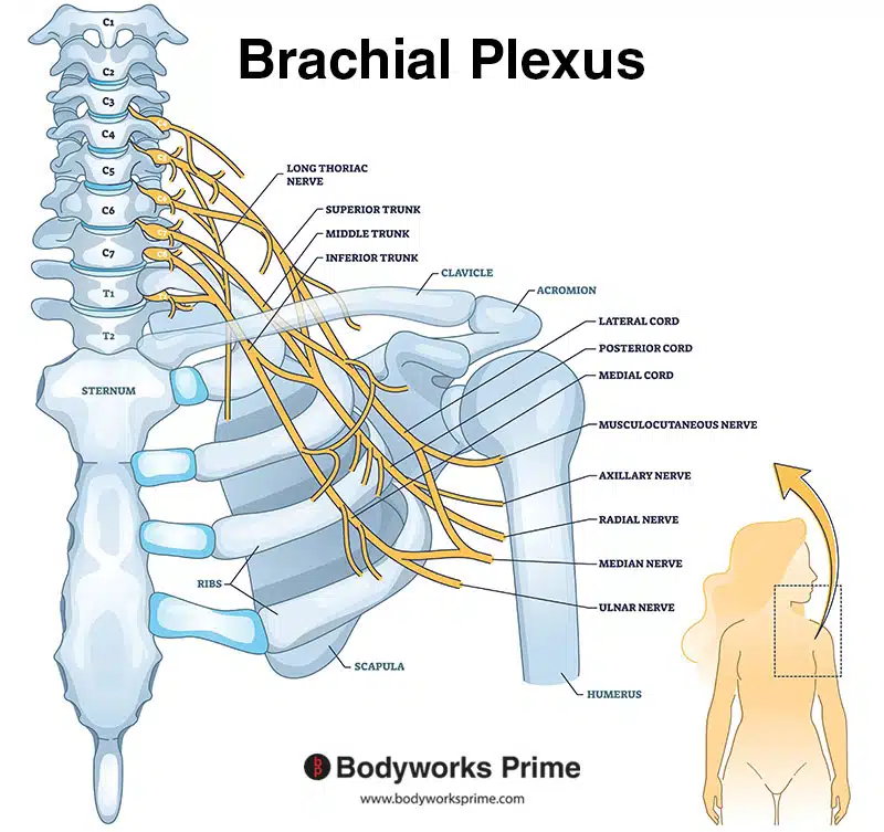 brachial plexus labelled