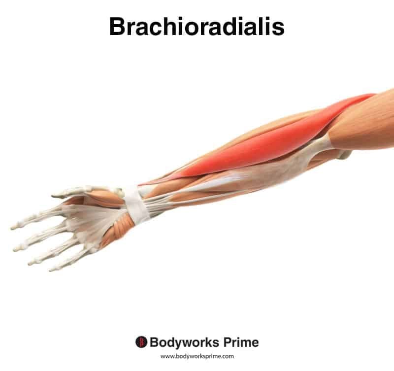 Brachioradialis Anatomy - vrogue.co