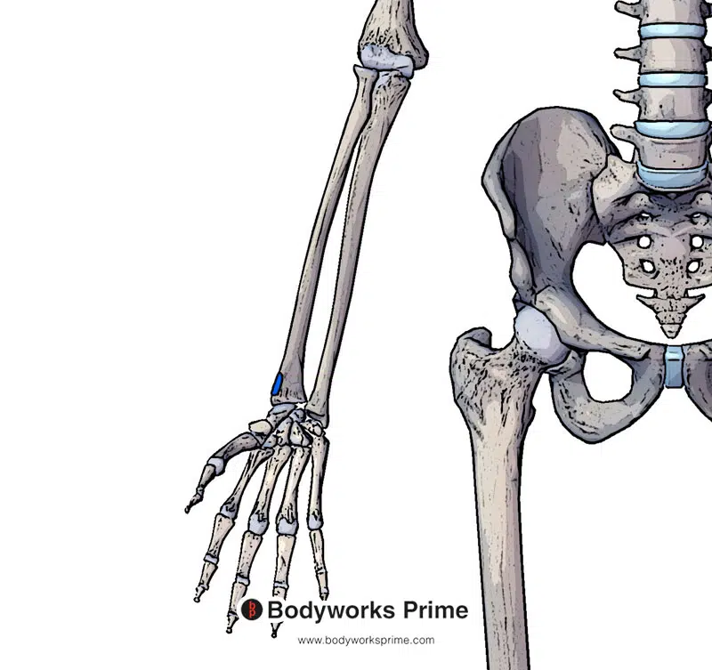 insertion of the brachioradialis muscle