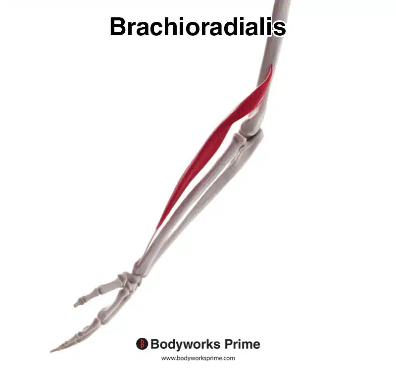 brachioradialis muscle lateral view