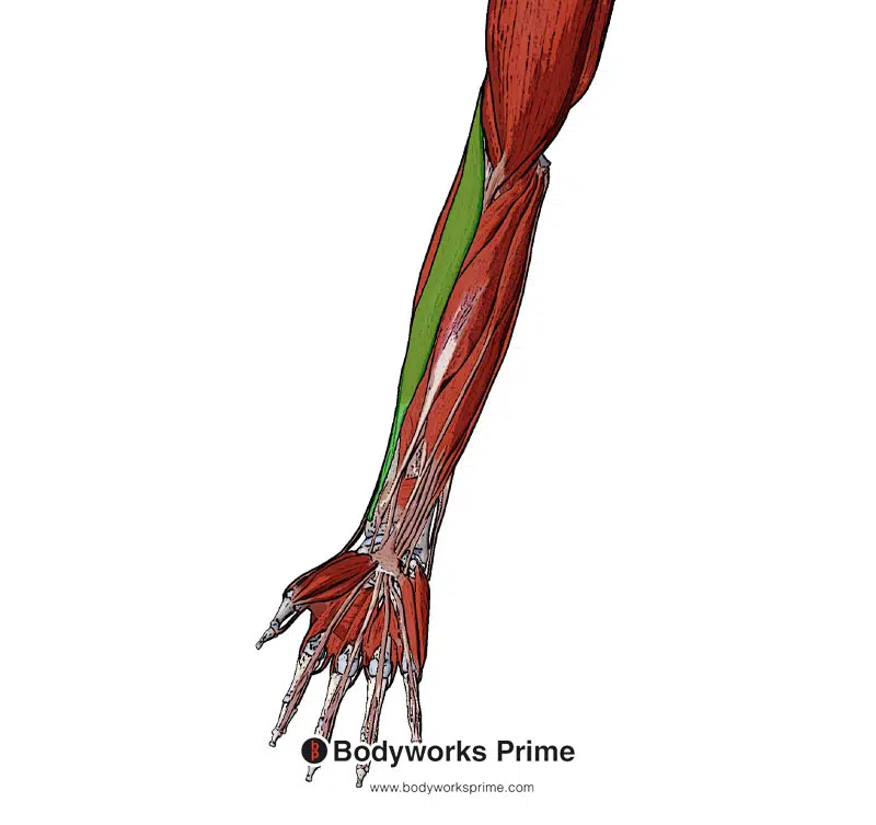 brachioradialis muscle from a superficial view