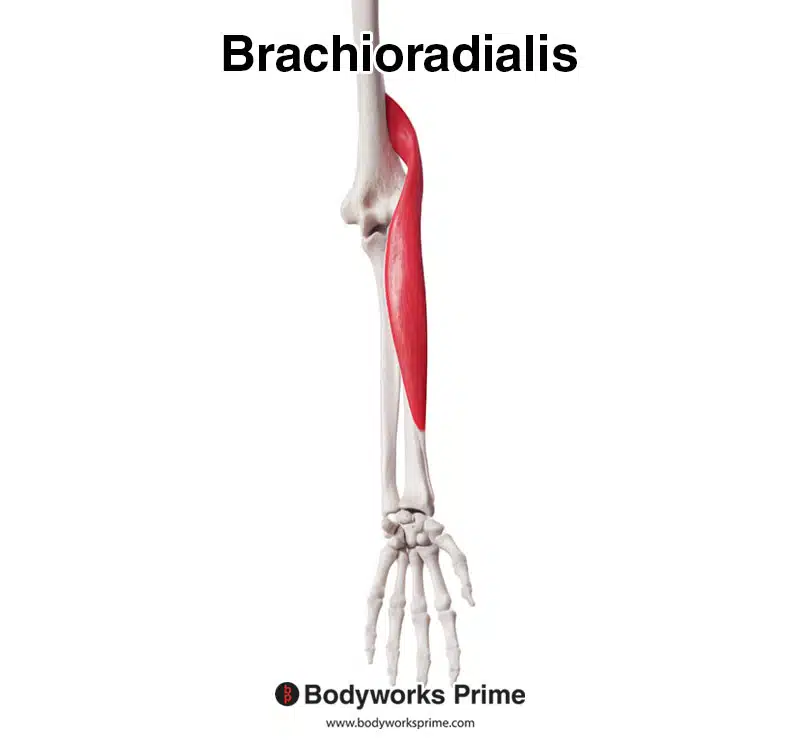 brachioradialis muscle anterior view