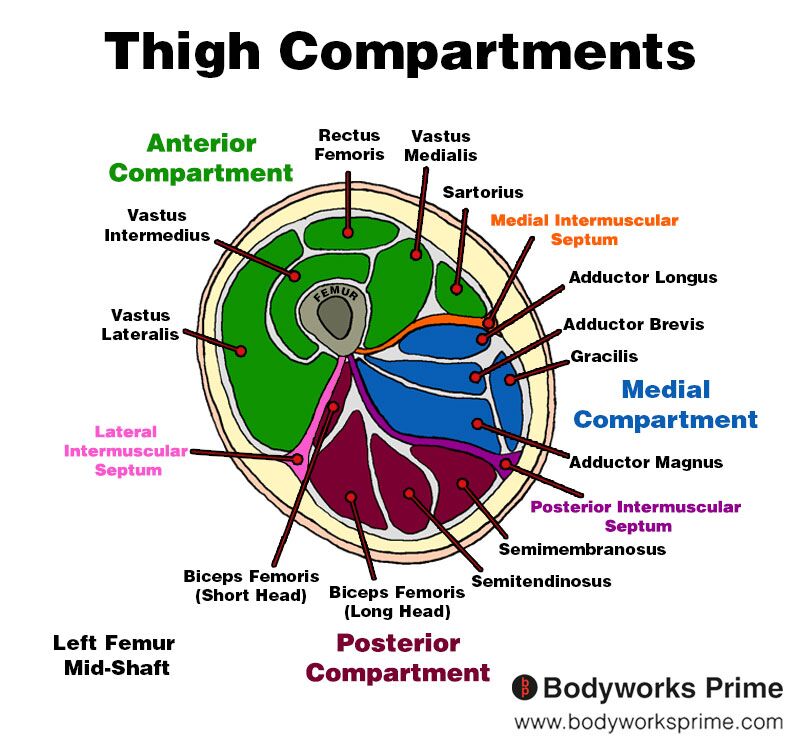 A labelled diagram of the muscles and compartments of the thigh; the anterior compartment, posterior compartment, and the medial compartment.