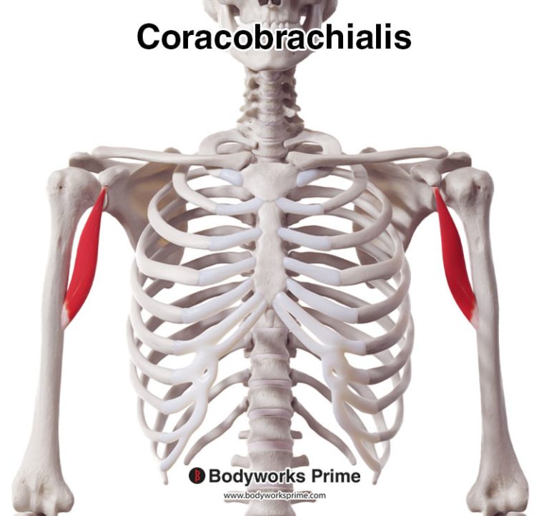 Coracobrachialis muscle anatomy diagram