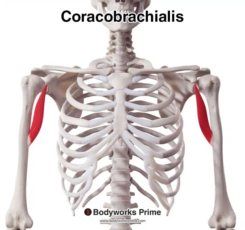coracobrachialis muscle, anterior view