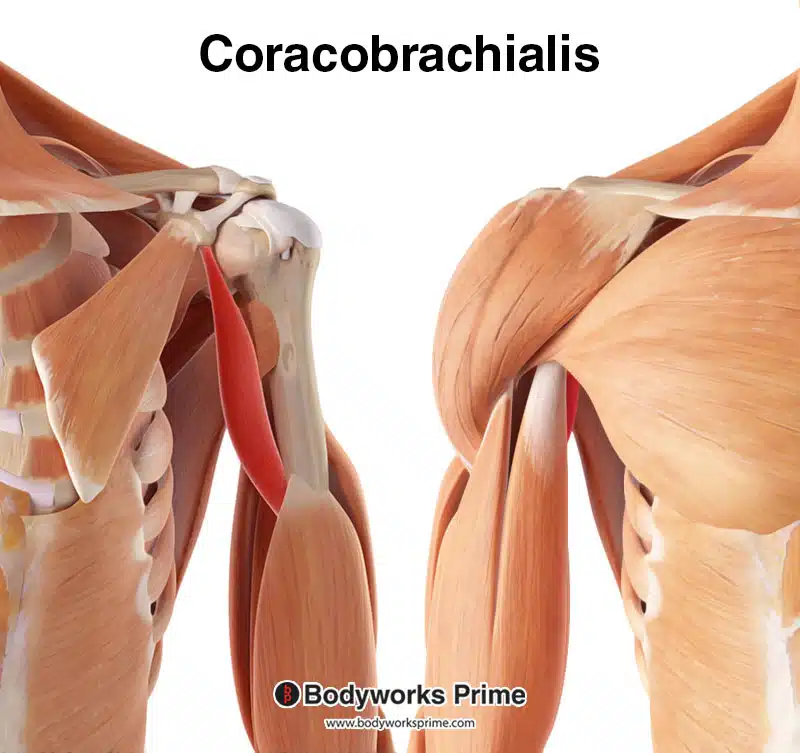 coracobrachialis muscle, highlighted in red, amongst the other muscles of the body