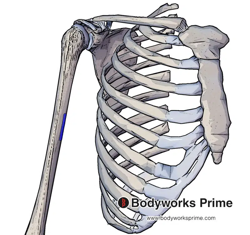 The insertion of the coracobrachialis muscle