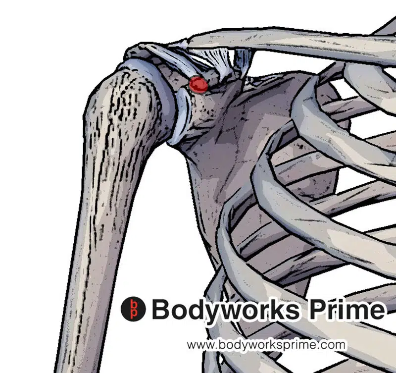 The origin of the coracobrachialis muscle