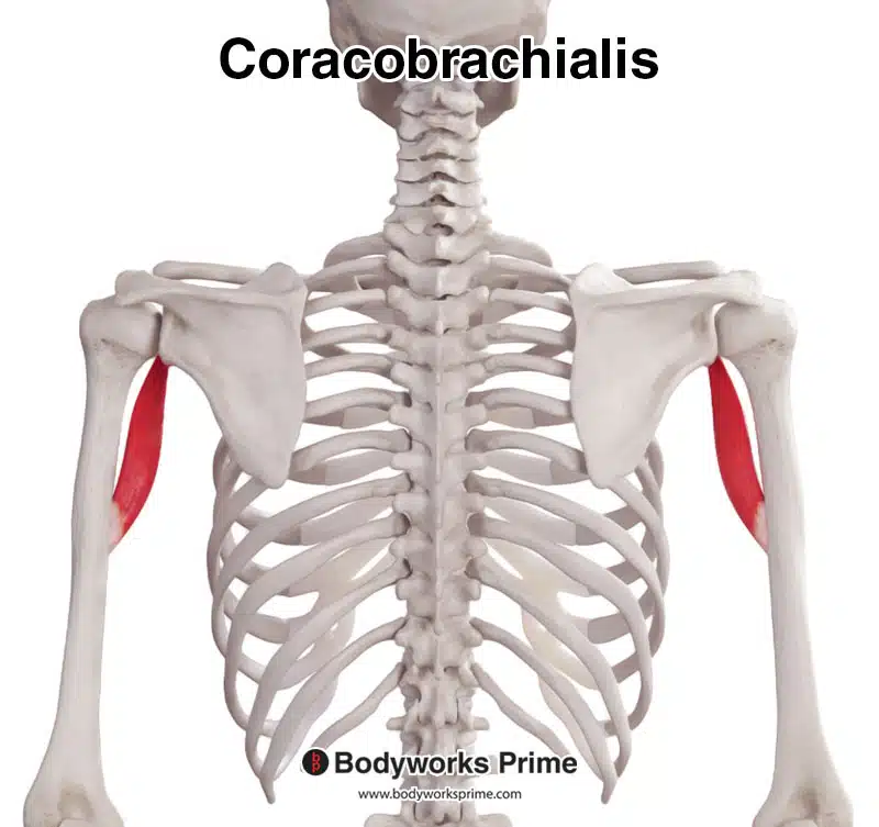 coracobrachialis muscle, posterior view