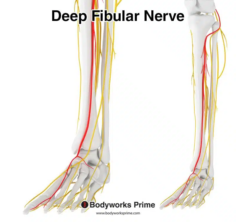 Superficial fibular nerve (aka peroneal nerve)