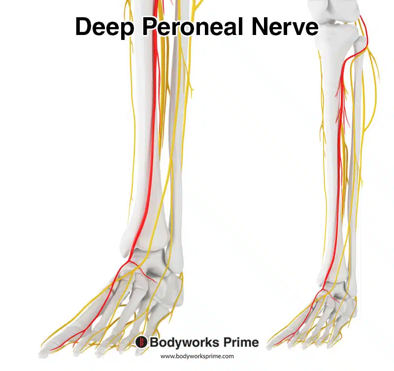 deep peroneal nerve