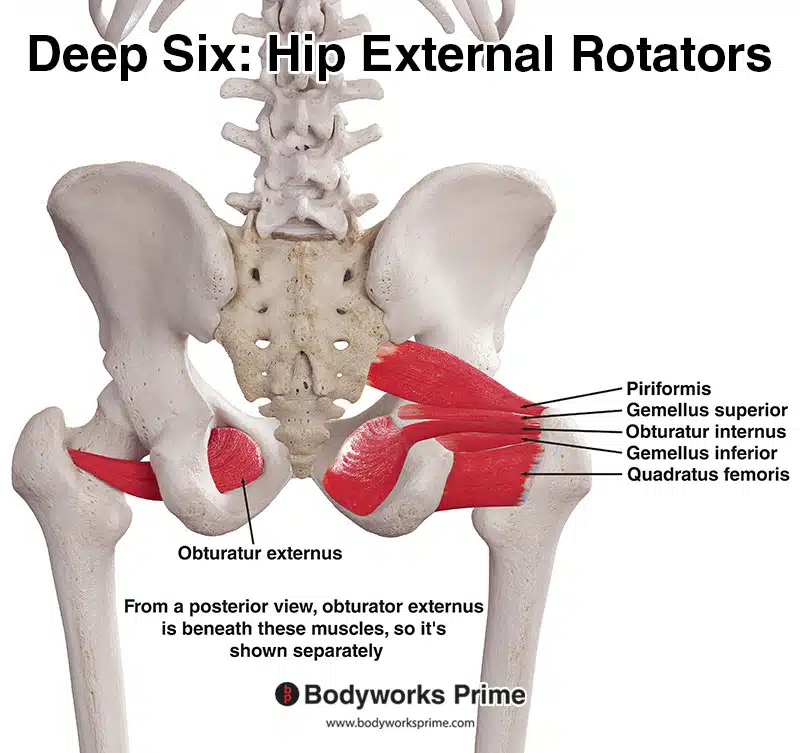 Deep six hip external/lateral rotators