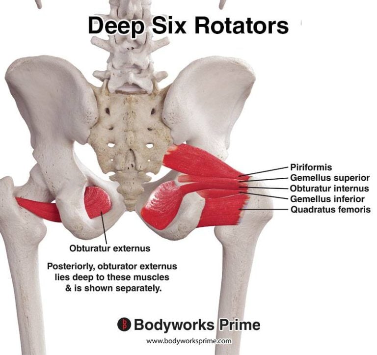Deep Six Rotators muscle anatomy diagram