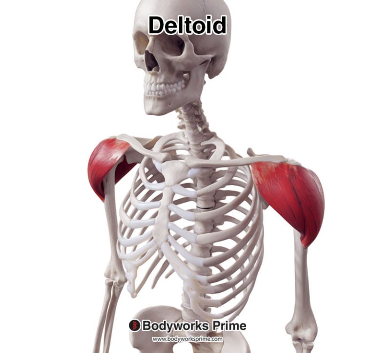 Deltoid muscle anatomy diagram