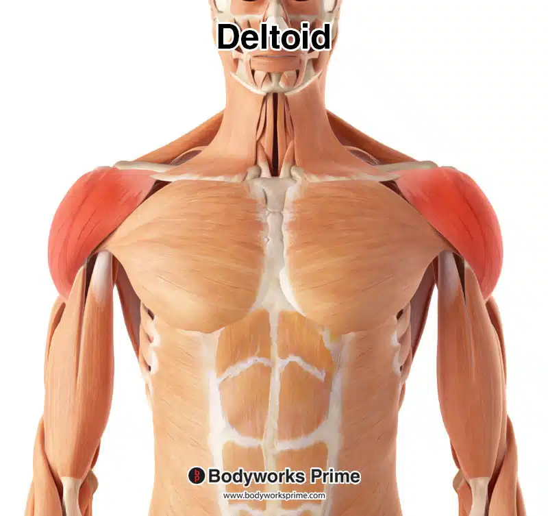 deltoid muscle highlighted in red amongst the other muscles of the body, anterior view